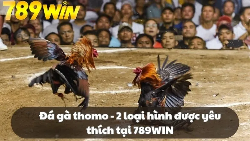 đá gà thomo 789win