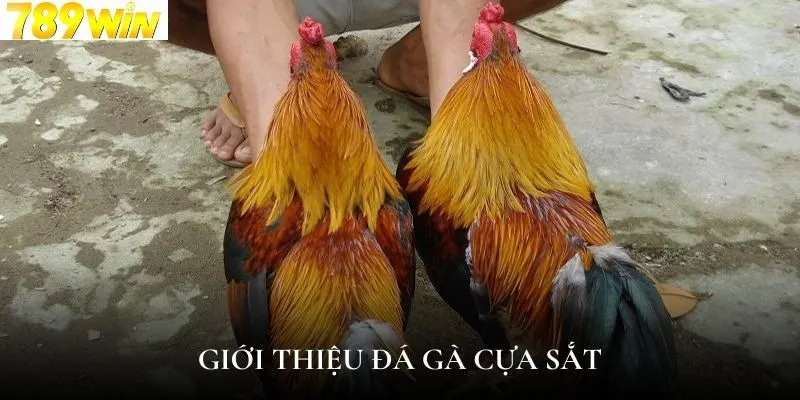 Giới thiệu đá gà cựa sắt