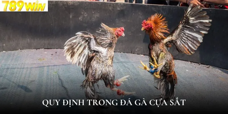 Luật chơi đá gà cựa sắt