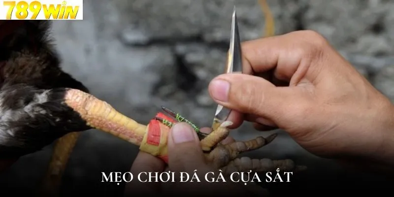 Mẹo cược đá gà cựa sắt mang đến chiến thắng lớn